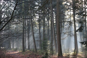 Obraz premium forest, tree, nature, autumn, landscape, trees, woods, magial, ligth, oosterhout, nederland, dutch, 