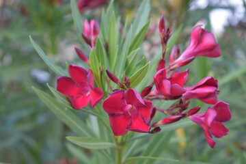 Bäume, Blumen, Naturfotografie