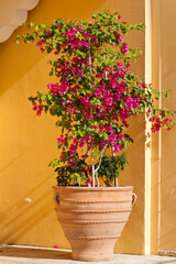 Pot with pink bougainvillea flowers in front of yellow wall