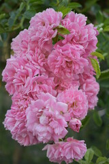 Bäume, Blumen, Naturfotografie