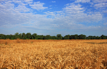 Beautiful ripe wheat field.