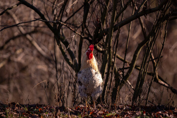 a white rooster sitting in the garden of the village farm near the forest. gallus gallus domesticus bird feeding in the backyard