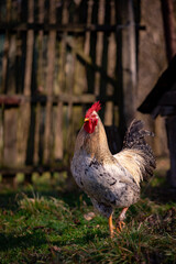 a white rooster sitting in the garden of the village farm near the forest. gallus gallus domesticus bird feeding in the backyard