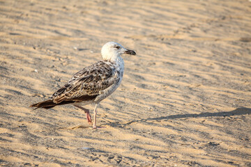 Seagull on the beach 