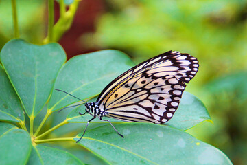 Weiße Baumnymphe in Nahaufnahme. Schwarz weißer Schmetterling