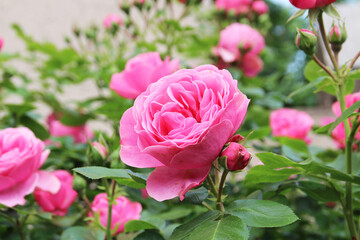 Nahaufnahme einer Rose. Rosengarten mit blühenden Rosen.