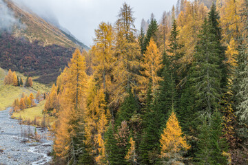 natural creek with golden spruces and misty sky in autumn