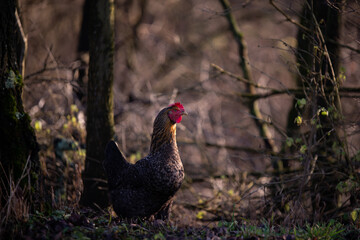 a mottled hen in the garden near the forest. gallus gallus domestic bird ath the natural farm from the village