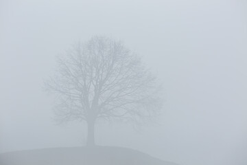 Fototapeta na wymiar silhouette of a single lonesome tree in fog