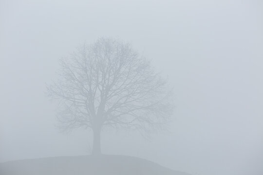 silhouette of a single lonesome tree in fog