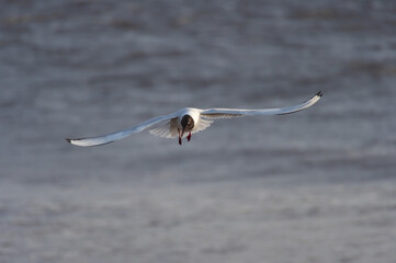 Black-headed gull in the flight over the water of Baltic sea