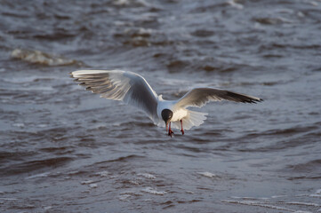 Black-headed gull in the flight hunting over the wavy water of Baltic sea