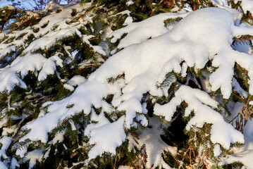 spruce trees completely covered with snow in the park after a heavy snowfall