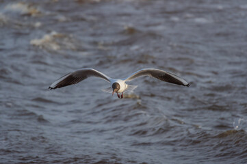 Black-headed gull in the flight hunting over the wavy water of Baltic sea