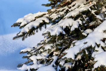 spruce trees completely covered with snow in the park after a heavy snowfall