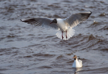 
Two black-headed gulls - one swimming and one  in the flight over the wavy water of Baltic sea
