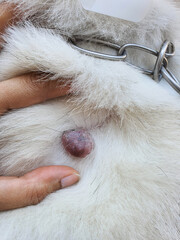 Cancer, tumors, in dogs The nodule grows little by little to a large size.
