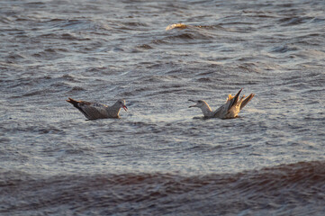 Pair of young birds of European herring gull quarreling in the water of Baltic sea
