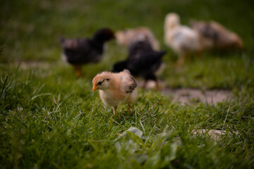 small and white chickens through the green grass in the yard. gallus gallus tiny birds feeding at the farm