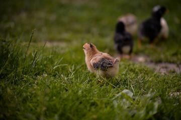 small and white chickens through the green grass in the yard. gallus gallus tiny birds feeding at the farm