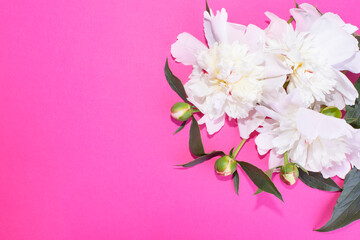 Fototapeta na wymiar Beautiful white peonies. Bouquet of spray peonies on a pink background. Copy space