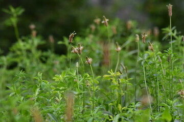Grünes, Blumen, Naturfotografie