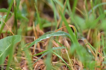 Grünes, Blumen, Naturfotografie
