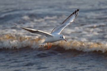 Black-headed gull in the flight over the wavy water of Baltic sea