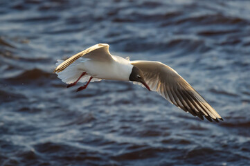 Fototapeta na wymiar Black-headed gull in flight over the water of Baltic sea