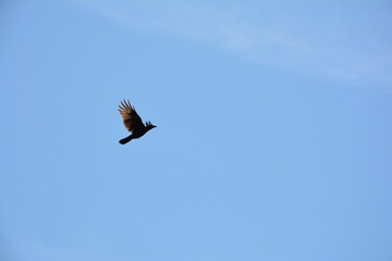 Bird Flying