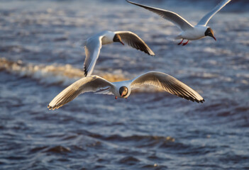 Fototapeta na wymiar Three black-headed gulls in the flight over the Wavy water of Baltic sea