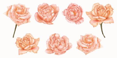 Beautiful set of pink and orange roses