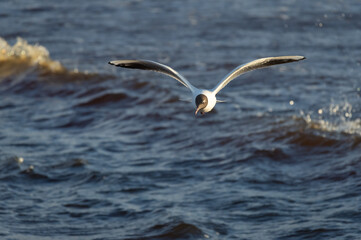 Black-headed gull in the flight over the wavy water of Baltic sea