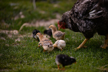 the hen feeding the young chicks through the green grass. gallus gallus birds at the farm in the nature. natural feeding poultry at the village