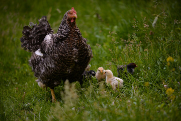 the hen feeding the young chicks through the green grass. gallus gallus birds at the farm in the nature. natural feeding poultry at the village