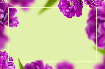 Creative floral composition with purple tulips. Flying tulip flowers, petals, frame on light green background copy space. Spring blossom concept nature layout, greeting card. 8 March, Valentine's day