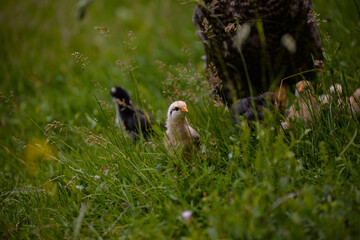the hen feeding the young chicks through the green grass. gallus gallus birds at the farm in the nature. natural feeding poultry at the village