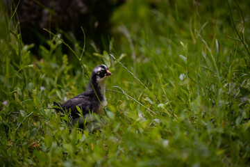a black and small chicken through the green grass in the yard. gallus gallus tiny bird feeding at the farm