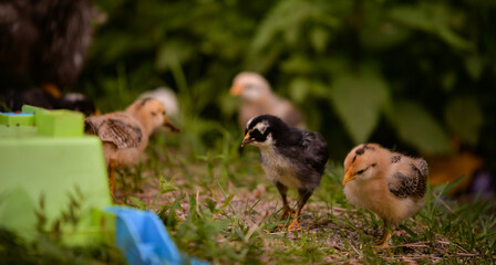 a black and small chicken through the green grass in the yard. gallus gallus tiny bird feeding at the farm