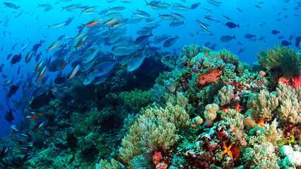 Plakat Fish swimming above coral reef in Komodo
