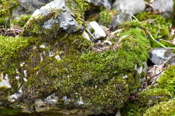 Grünes, Blumen, Naturfotografie