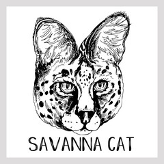 Hand drawn sketch style portrait of Savannah Cat isolated on white background. Vector illustration.