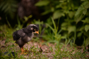 a black and small chicken through the green grass in the yard. gallus gallus tiny bird feeding at the farm