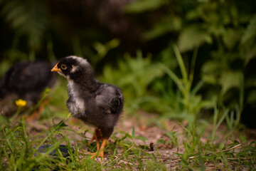 a black and small chicken through the green grass in the yard. gallus gallus tiny bird feeding at the farm