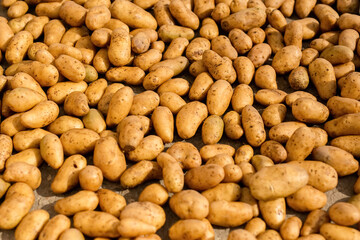 Scattered potato tubers on the ground.