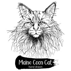 Hand drawn sketch style Maine Coon cat isolated on white background. Vector illustration.