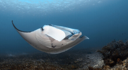Manta ray swimming over coral reef in Komodo