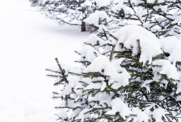 Snow-covered Christmas tree in the winter forest. Winter landscape.