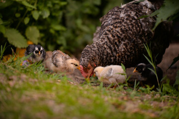 the hen feeding the young chicks through the green grass. gallus gallus birds at the farm in the nature. natural feeding poultry at the village