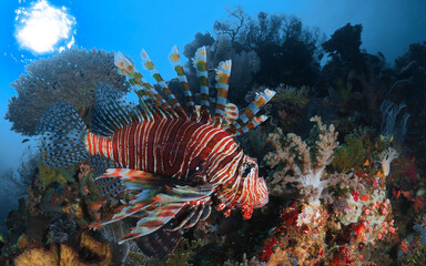 Fish swimming above coral reef in Komodo